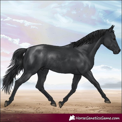 Horse Color:Black Rabicano