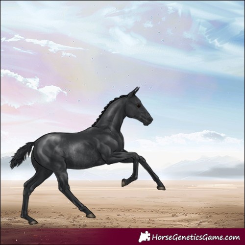 Horse Color:Black Rabicano