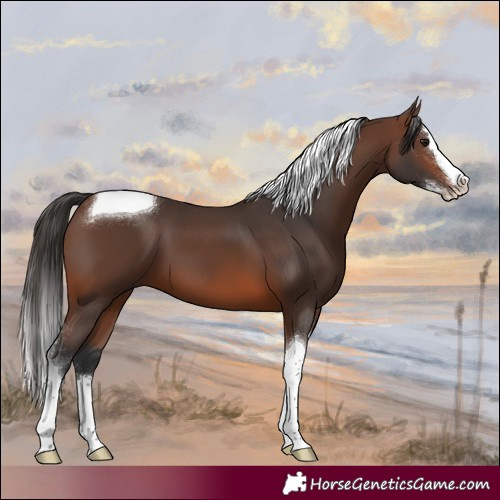 Horse Color:Brown Splash Tobiano