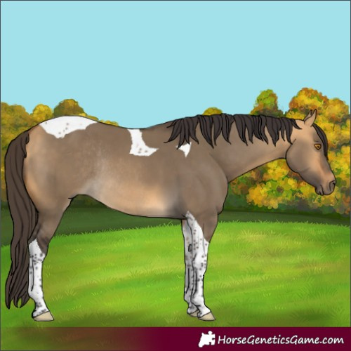 Horse Color:Buckskin Dun Tobiano Rabicano