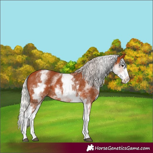 Horse Color:White Spotted Silver Bay Splash 
