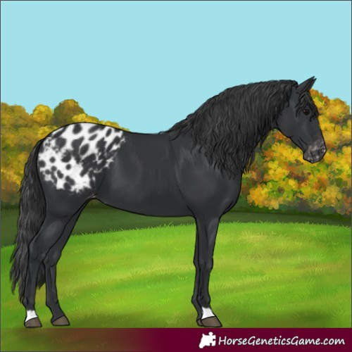 Horse Color:Black Blanket
