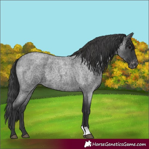 Horse Color:Blue Roan Varnish 