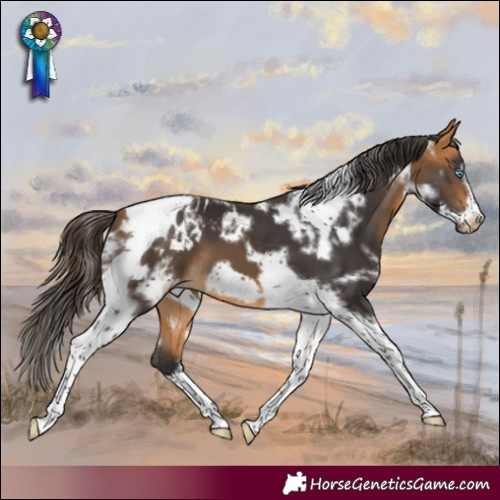 Horse Color:White Spotted Buckskin Tobiano Frame Appaloosa 