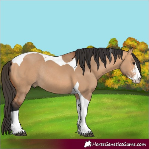 Horse Color:Bay Dun Sabino Tobiano Rabicano