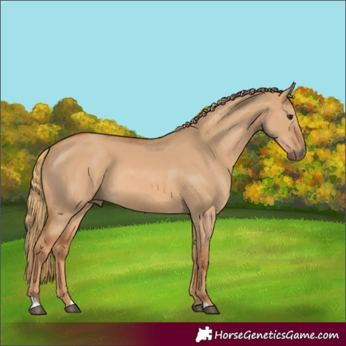 Horse Color:Red Dun