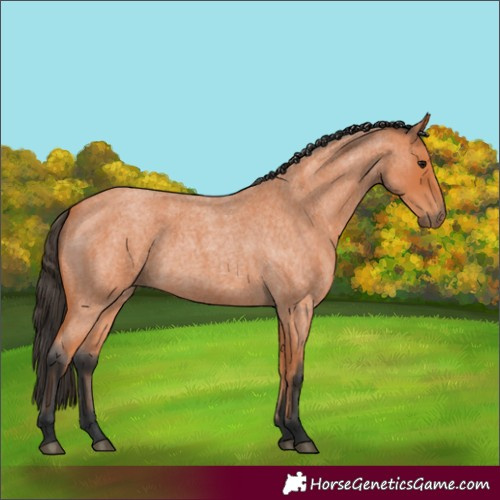 Horse Color:Bay Roan