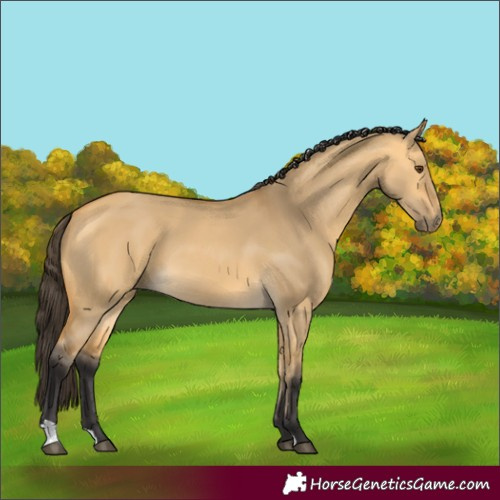 Horse Color:Buckskin Dun