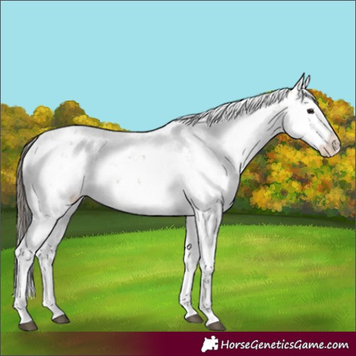 Horse Color:Buckskin Sabino 