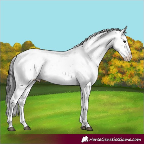 Horse Color:Smoky Black Sabino