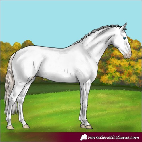 Horse Color:Perlino Sabino Rabicano