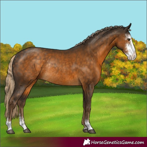 Horse Color:Chocolate Palomino Sabino Rabicano 