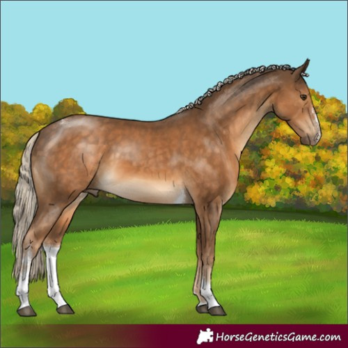 Horse Color:Chocolate Palomino Sabino Tobiano