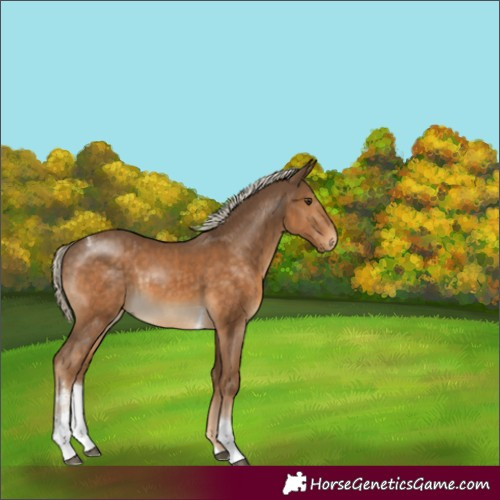 Horse Color:Chocolate Palomino Sabino Tobiano