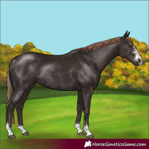 Horse Color:Liver Chestnut Rabicano
