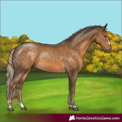 Horse Color:Chocolate Palomino