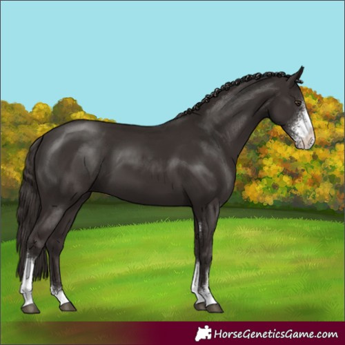 Horse Color:Liver Chestnut Sabino