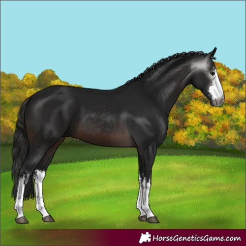 Horse Color:Gray White Spotted Brown 