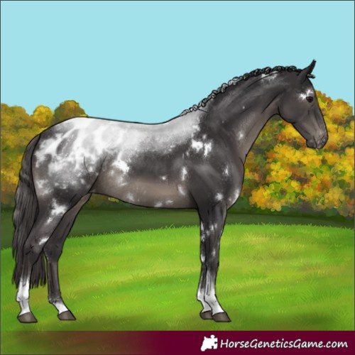 Horse Color:White Spotted Smoky Black Tobiano Appaloosa Rabicano