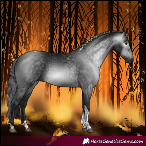 Horse Color:Gray Bay Tobiano