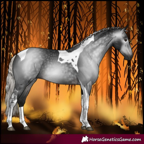 Horse Color:Gray Silver Brown Tobiano 