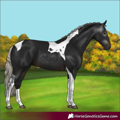 Horse Color:Gray Silver Brown Tobiano