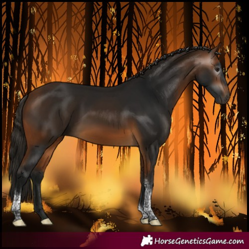 Horse Color:Gray Buckskin Tobiano 