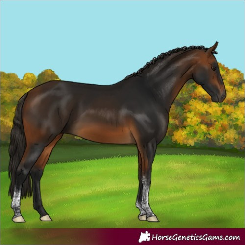 Horse Color:Gray Buckskin Tobiano