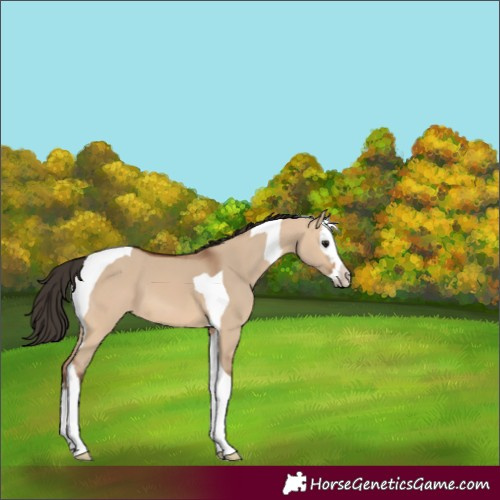 Horse Color:Bay Dun Splash Tobiano