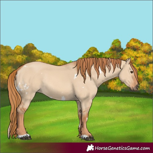 Horse Color:White Spotted Red Dun Rabicano