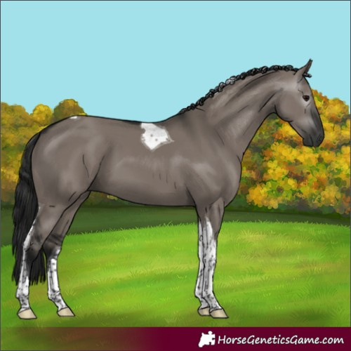Horse Color:Gray Grullo Tobiano