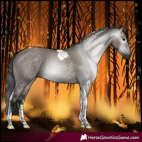 Horse Color:Gray Grullo Tobiano