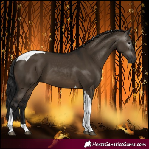 Horse Color:Gray Brown Dun Tobiano 