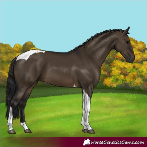Horse Color:Gray Brown Dun Tobiano 