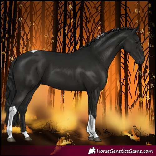 Horse Color:Gray Black Tobiano 