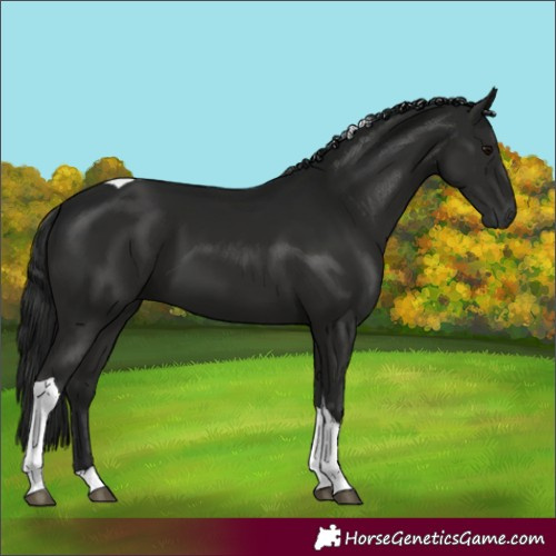 Horse Color:Gray Black Tobiano 