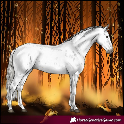 Horse Color:Gray Silver Buckskin Sabino