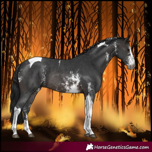 Horse Color:Gray Brown Sabino Tobiano Rabicano 