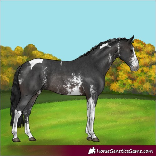 Horse Color:Gray Brown Sabino Tobiano Rabicano 