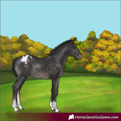 Horse Color:Smoky Black Sabino Tobiano Appaloosa