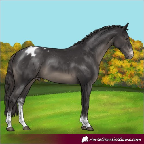 Horse Color:Smoky Black Sabino Tobiano Varnish 