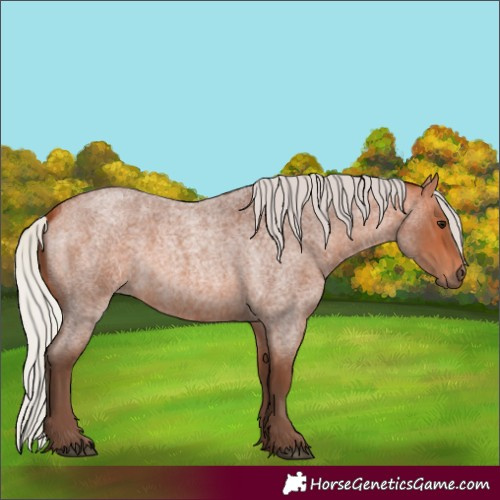 Horse Color:Silver Bay Roan 