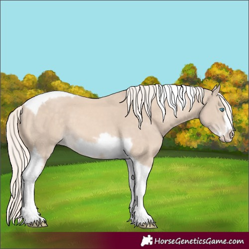 Horse Color:Cremello Tobiano Frame