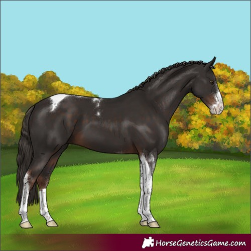 Horse Color:Liver Chestnut Sabino Tobiano