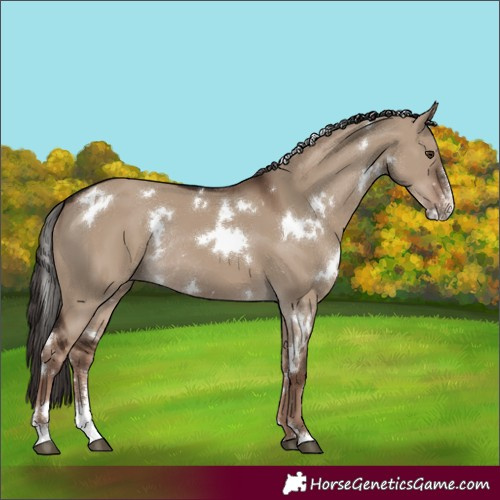 Horse Color:White Spotted Liver Red Dun Sabino Rabicano