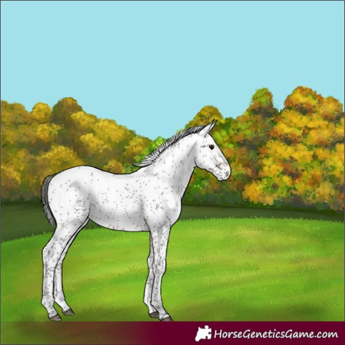 Horse Color:Brown Sabino 