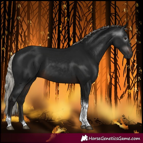Horse Color:Gray Silver Brown Tobiano 