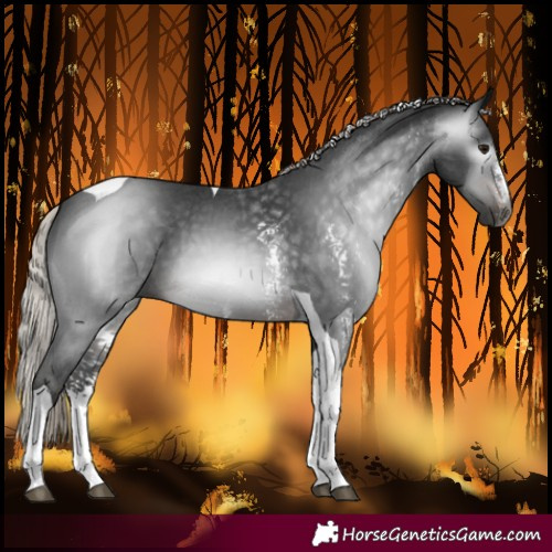 Horse Color:Gray Silver Brown Sabino Tobiano 