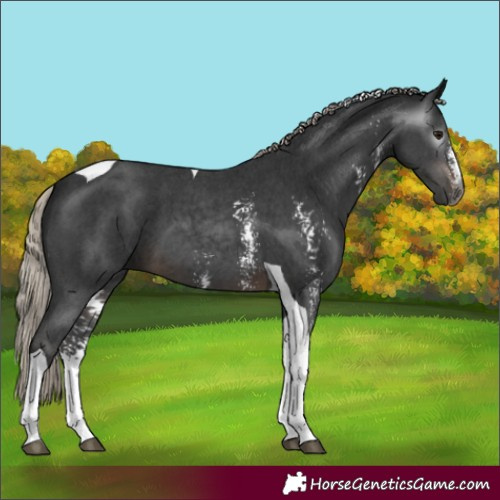 Horse Color:Gray Silver Brown Sabino Tobiano 