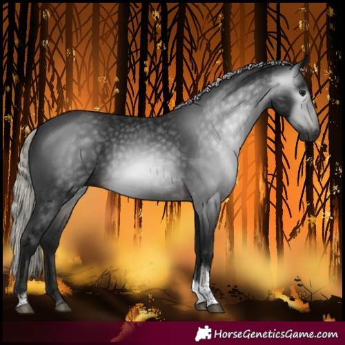Horse Color:Gray Silver Brown Tobiano Rabicano